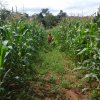 matured maize with vegetables